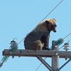 Женский пикап форум
